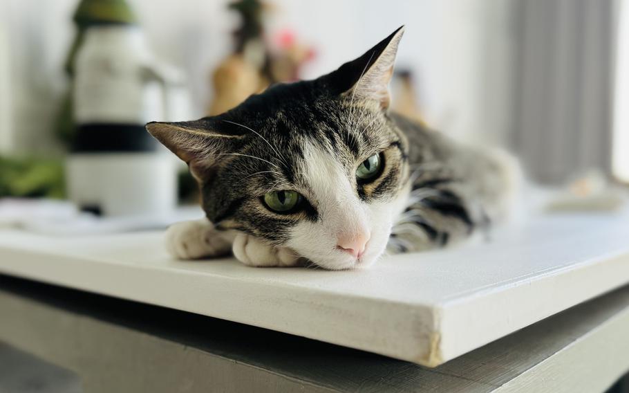 Yasei the Unleashed laying on the table looking into the camera