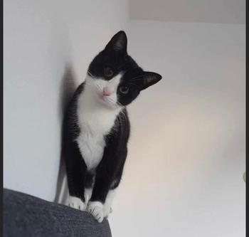 Orisa, a black and white cat, standing on top of chair, looking down at the camera.