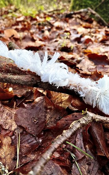 Exidiopsis Effusa, Hair Ice