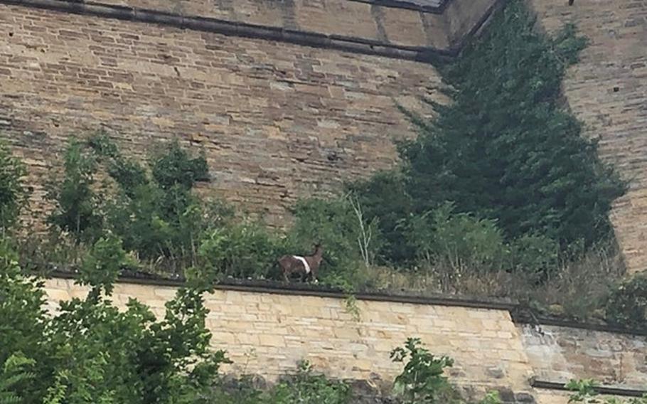 Goat standing on the side of the castle on a grassy area