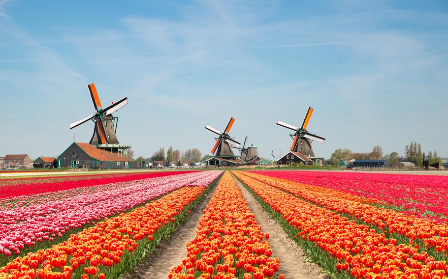 Experience the breathtaking beauty of Holland’s iconic tulip fields, set against the backdrop of traditional windmills. A must-visit destination for nature lovers and photographers!