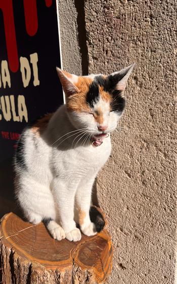 Tavern Calico Cat