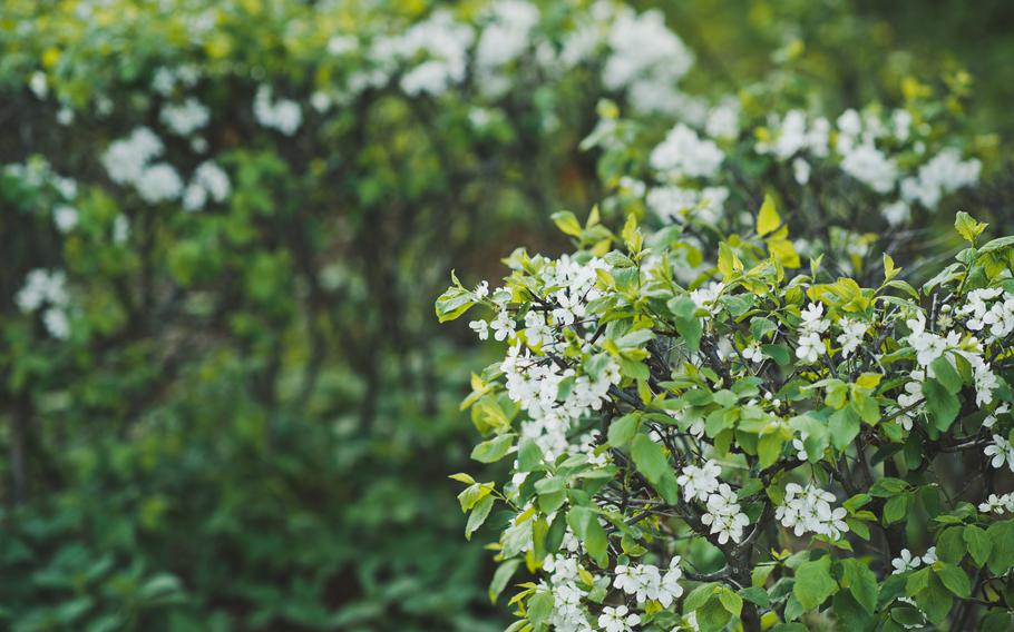 White flowers on the bush.