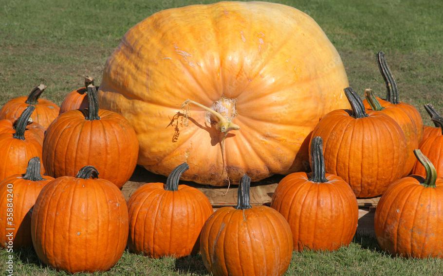 Giant pumpkin surrounded by smaller pumpkins