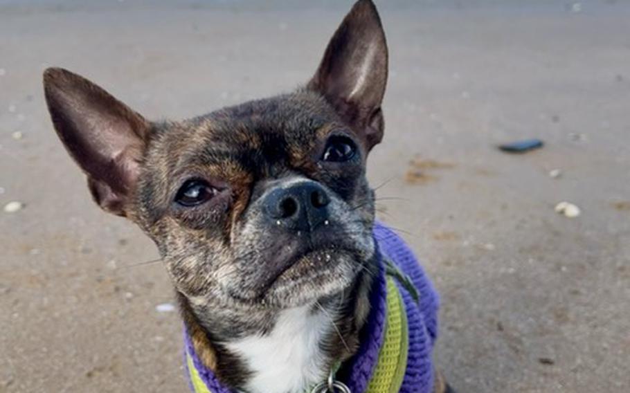 Keebler on Omaha Beach