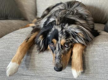 Australian Shepherd laying on a grey couch looking at the camera