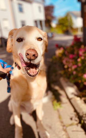 Lucky, a tan German Shepherd/Labrador mix, sitting next to a bush and licking his lips