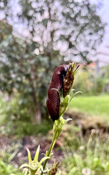 A giant brown slug balancing at the top of a flower stem, a purple sunset in the background