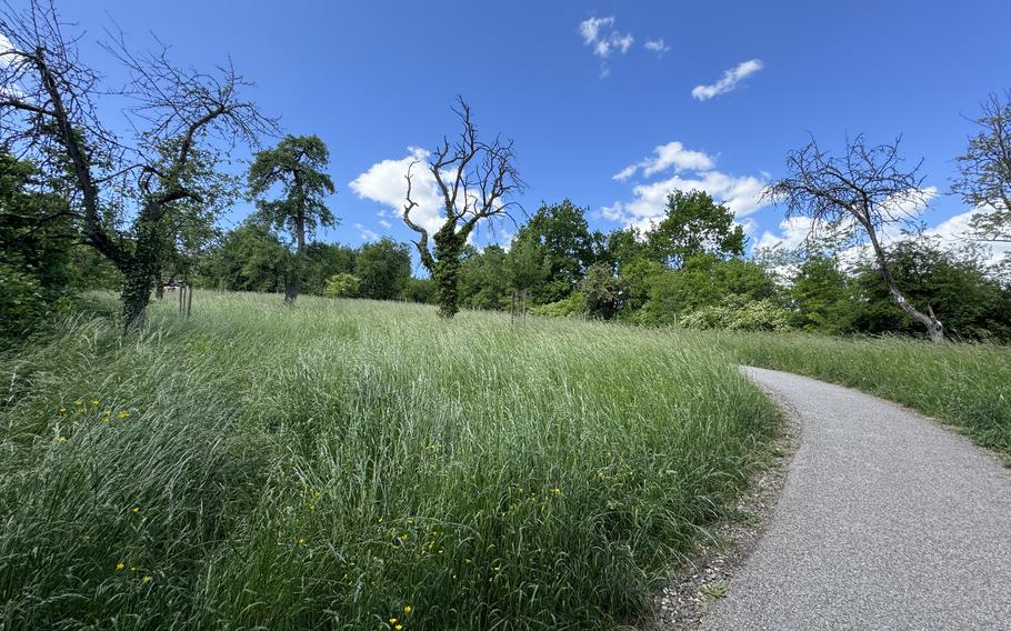 lush green grass and trees lining a paved pathway uphill