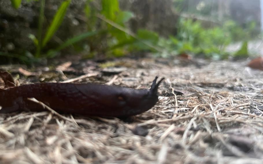 An up close image of an inky black slug crawling over grass with his head and sensory tentacles up