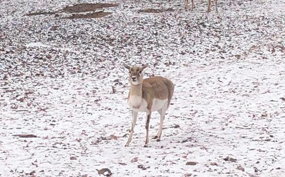 Deer in the snow