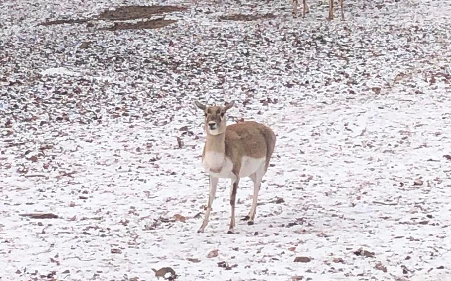 Deer in the snow