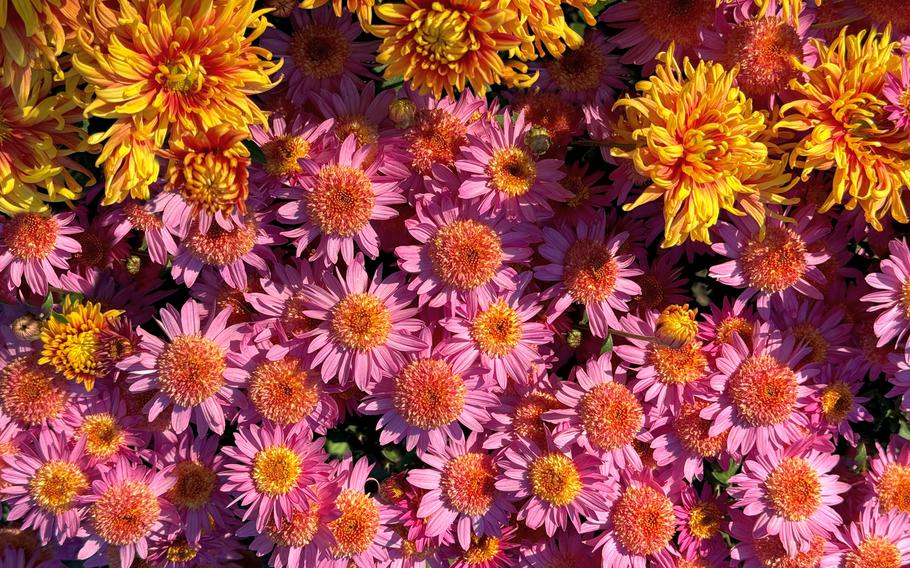 Pretty garden mums flowers chrysanthemums pink and yellow blooms.