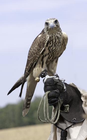 Falcon with handler