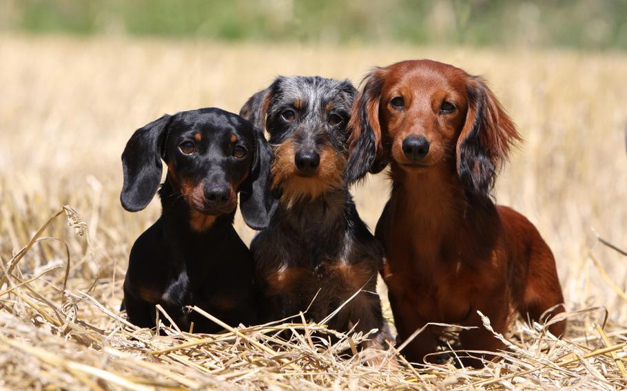 A black and tan smooth-haired, boar-colored wire-haired and red long-haired Dachshund sit cutely in a field of golden straw