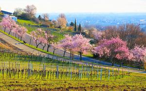 A wide, green field with bright pink almond blossom trees lining a pathway. 