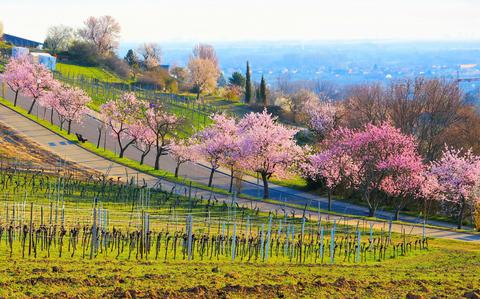 Photo Of A wide, green field with bright pink almond blossom trees lining a pathway. 