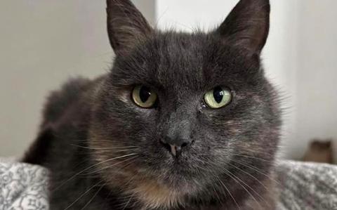 Photo Of April Adoptable Pet of the Month, Tiffany