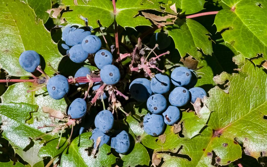 bright blue blueberries amongst green leaves