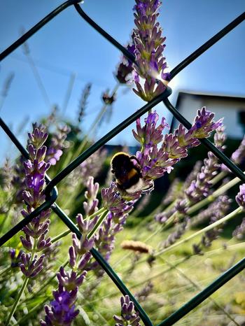 Bee on lavender