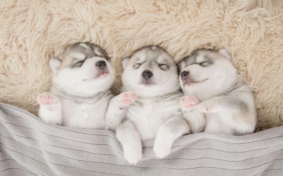 Sleeping Puppies