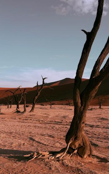 a surreal desert landscape with dunes and tree limbs