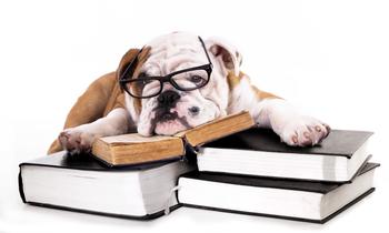 Tan and white bulldog wearing blackframe glasses laying on a stack of books