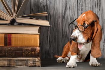 Basset Hound wearing glasses looking to the left at books