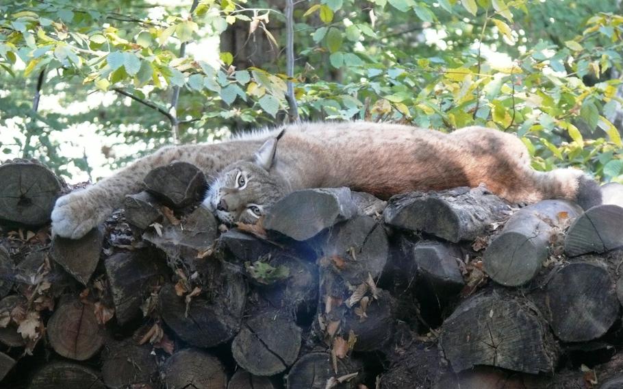 a lynx is stretched out on a pile of logs gazing at the camera 
