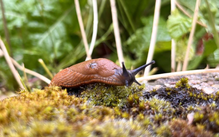 An up close photo of a brown, orange Spanish Slug making its way over yellow and green moss