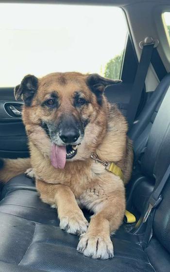 Hercules the dog chilling in the backseat of a cat