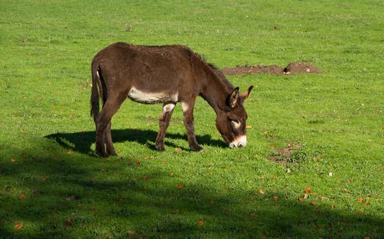 Donkey grazing on green grass (123RF)