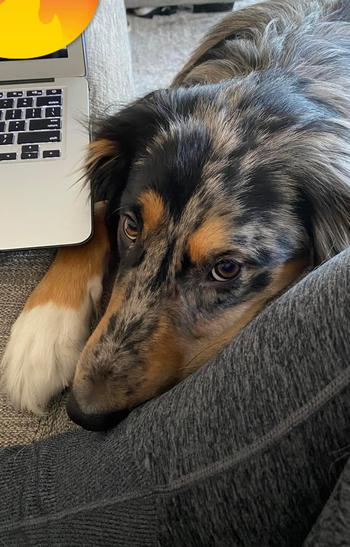 Australian Shepherd laying on the couch, looking up at the camera.