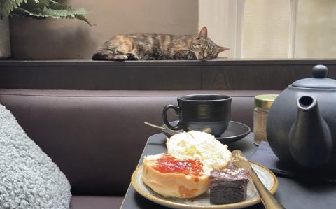 Photo Of Afternoon tea at a London cat cafe