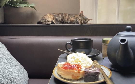 Java Whiskers Cat Cafe in London