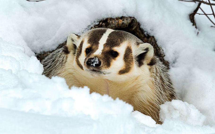 An American badger with snow on its nose peeks out from its burrow, surrounded by a snowy landscape.