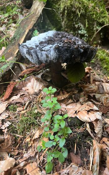 Strobilomyces Floccopus, Old Man of the Woods