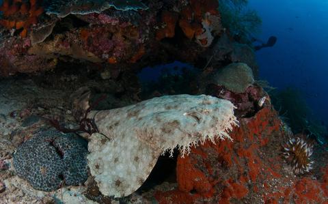 Photo Of Weird and wacky underwater life 