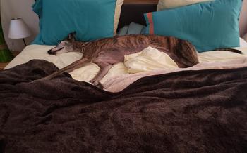 Suzie Q sleeping on the hotel bed