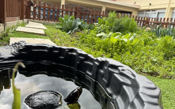 The Sevilla Elementary Middle School (SEMS) garden’s resident turtle