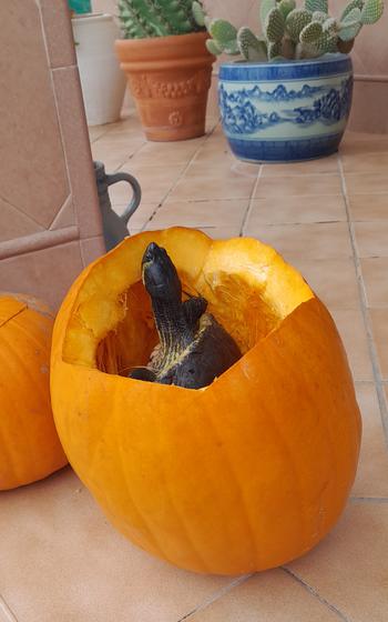 Turtle at the school garden 