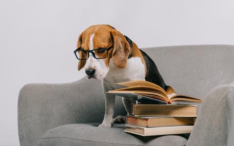 Photo Of Beagle wearing black frame glasses sitting on a big grey chair with books