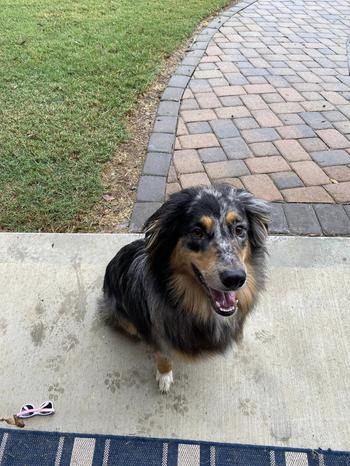 Australian Shepherd sitting on sidewalk on a cloudy day