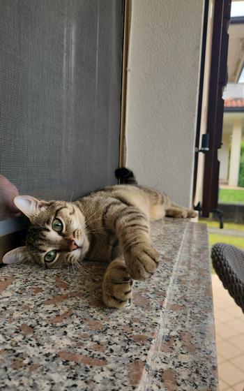 Poppy enjoys her catnaps.