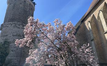 Cherry blossom in front of a castle tower on a sunny day