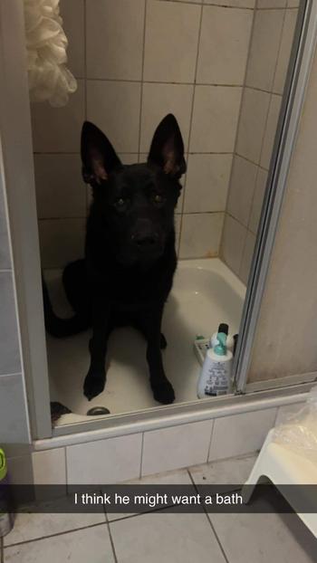 Black German Shepherd sitting in a shower