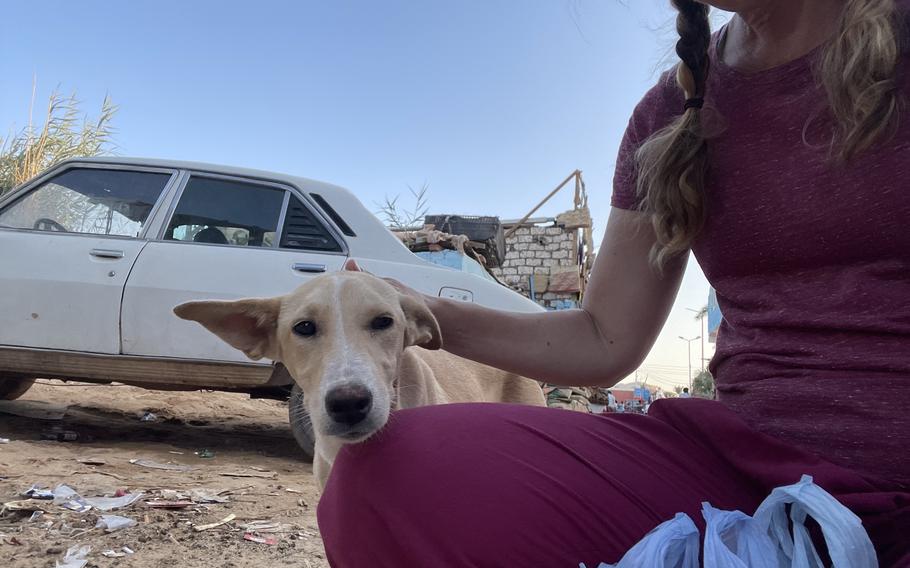 Petting stray dogs in Egypt