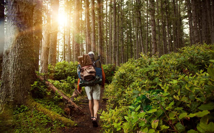 hiker walking on pathway amidst trees at forest