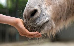 an up close photo of a child feeding a donkey. The hand is cupping the donkeys soft grey and light brown muzzle. 