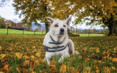 Photo Of November 2024 Pet of the Month: Trip Hazard